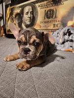 Orange (Fluffy Carrier)🔥🔥🔥😍👀🔥💯, a male French Bulldog for sale in Modesto, CA – Photo 3 of 10