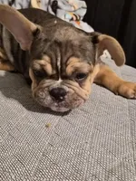 Orange (Fluffy Carrier)🔥🔥🔥😍👀🔥💯, a male French Bulldog for sale in Modesto, CA – Photo 4 of 10