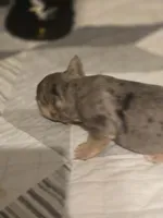 Orange , a male French Bulldog for sale in Modesto, CA – Photo 7 of 8