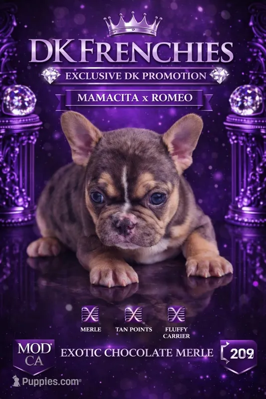 Orange  – French Bulldog puppy for sale in Modesto, CA