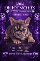 Orange , a male French Bulldog for sale in Modesto, CA – Photo 1 of 8