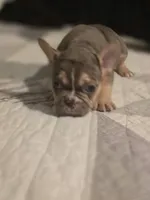 Orange , a male French Bulldog for sale in Modesto, CA – Photo 8 of 8