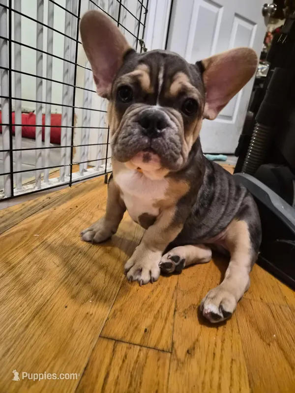 Orange (Fluffy Carrier)🔥🔥🔥😍👀🔥💯 – French Bulldog puppy for sale in Modesto, CA