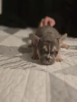 Orange , a male French Bulldog for sale in Modesto, CA – Photo 6 of 8