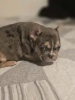 Orange , a male French Bulldog for sale in Modesto, CA – Photo 4 of 8