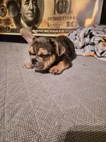 Orange (Fluffy Carrier)🔥🔥🔥😍👀🔥💯, a male French Bulldog for sale in Modesto, CA – Photo 2 of 10