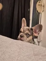 Orange (Fluffy Carrier)🔥🔥🔥😍👀🔥💯, a male French Bulldog for sale in Modesto, CA – Photo 1 of 10