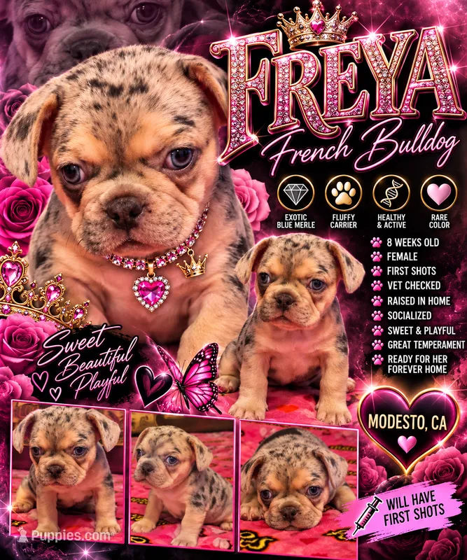 FREYA – French Bulldog puppy for sale in Modesto, CA