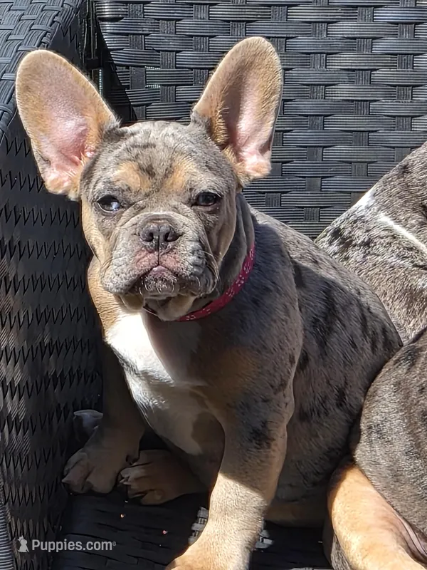Pink (FLUFFY CARRIER) 😎🔥😍💯🔥 – French Bulldog puppy for sale in Modesto, CA
