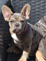 Pink (FLUFFY CARRIER) 😎🔥😍💯🔥, a female French Bulldog for sale in Modesto, CA – 4 of 10