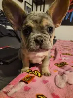 Pink , a female French Bulldog for sale in Modesto, CA – Photo 2 of 10