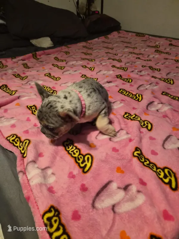 Pink  – French Bulldog puppy for sale in Modesto, CA