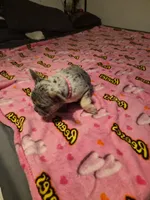 Pink , a female French Bulldog for sale in Modesto, CA – Photo 1 of 10