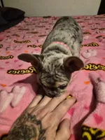 Pink , a female French Bulldog for sale in Modesto, CA – Photo 4 of 10