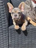 Pink (FLUFFY CARRIER) 😎🔥😍💯🔥, a female French Bulldog for sale in Modesto, CA – 3 of 10