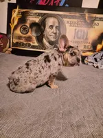 Pink (FLUFFY CARRIER) 😎🔥😍💯🔥, a female French Bulldog for sale in Modesto, CA – Photo 2 of 10