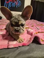 Pink , a female French Bulldog for sale in Modesto, CA – Photo 3 of 10