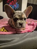 Pink , a female French Bulldog for sale in Modesto, CA – Photo 8 of 10
