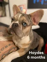 Pink , a female French Bulldog for sale in Modesto, CA – Photo 9 of 10