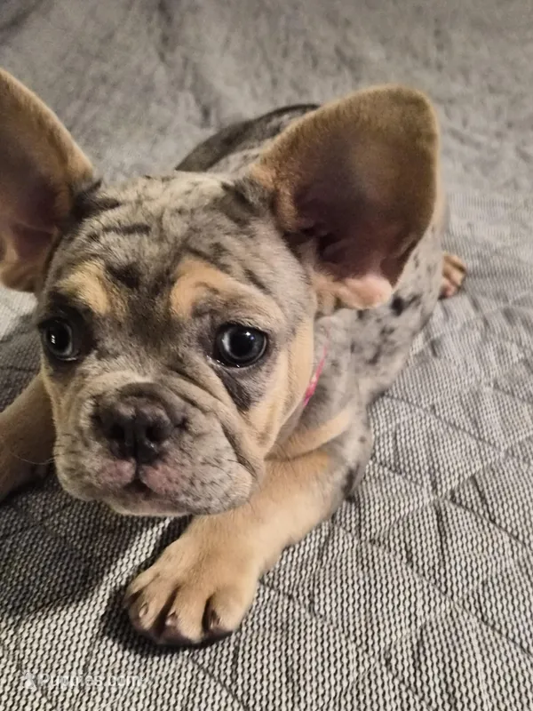 Pink (FLUFFY CARRIER) 😎🔥😍💯🔥 – French Bulldog puppy for sale in Modesto, CA