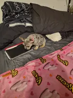 Pink , a female French Bulldog for sale in Modesto, CA – Photo 7 of 10