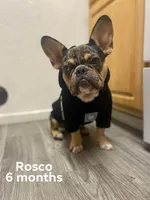 Pink , a female French Bulldog for sale in Modesto, CA – Photo 10 of 10