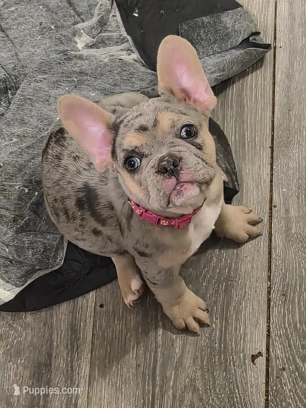 Pink  – French Bulldog puppy for sale in Modesto, CA