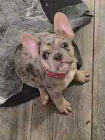 Pink (FLUFFY CARRIER) 😎🔥😍💯🔥, a female French Bulldog for sale in Modesto, CA – Photo 3 of 10