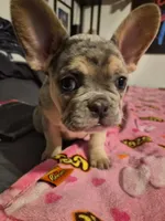 Pink , a female French Bulldog for sale in Modesto, CA – Photo 5 of 10