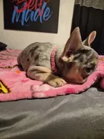 Pink , a female French Bulldog for sale in Modesto, CA – Photo 6 of 10