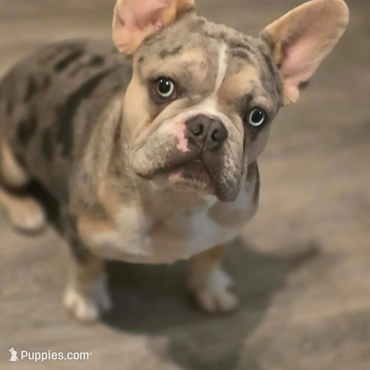 Purple , a female French Bulldog for sale in Modesto, CA – Photo 8 of 9