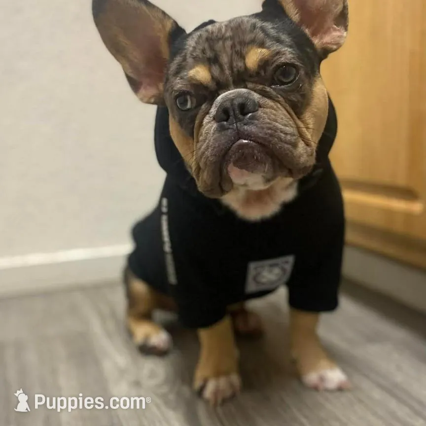 Purple , a female French Bulldog for sale in Modesto, CA – Photo 9 of 9