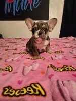 Purple , a female French Bulldog for sale in Modesto, CA – Photo 2 of 9