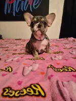 Purple , a female French Bulldog for sale in Modesto, CA – Photo 3 of 9