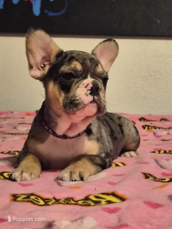 Purple  – French Bulldog puppy for sale in Modesto, CA