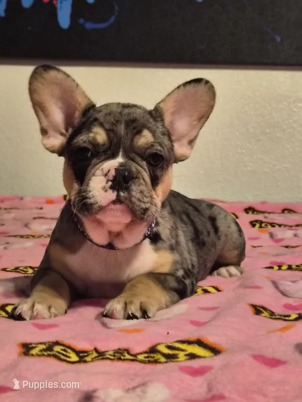 Purple  – French Bulldog puppy for sale in Modesto, CA