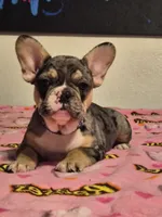 Purple , a female French Bulldog for sale in Modesto, CA – Photo 6 of 9