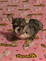 Purple , a female French Bulldog for sale in Modesto, CA – Photo 4 of 9
