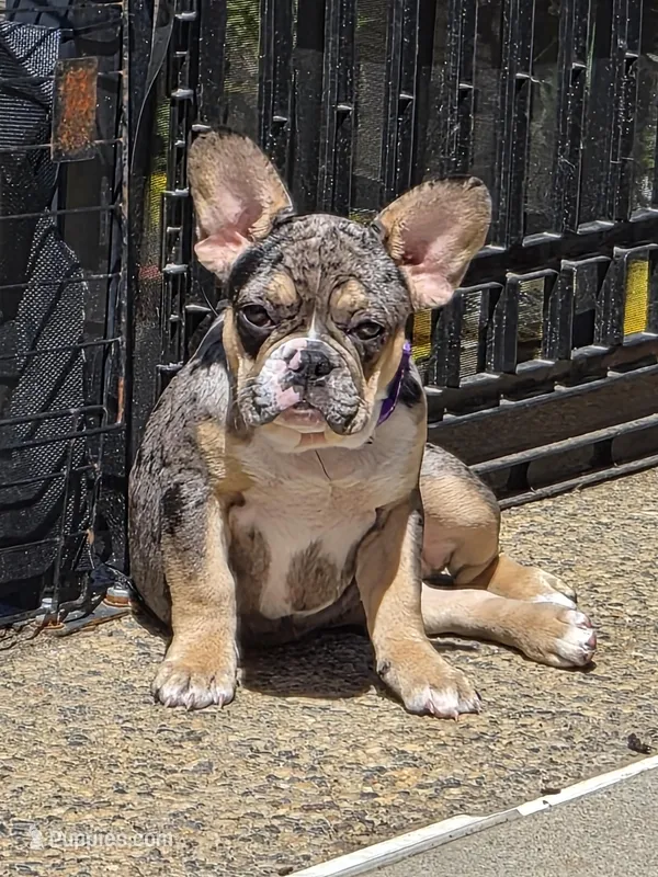 Purple (FLUFFY CARRIER)🔥🔥😍🔥💯👀👌 – French Bulldog puppy for sale in Modesto, CA