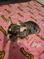 Purple , a female French Bulldog for sale in Modesto, CA – Photo 5 of 9