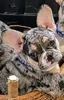 Purple (FLUFFY CARRIER)🔥🔥😍🔥💯👀👌, a female French Bulldog for sale in Modesto, CA – Photo 1 of 8