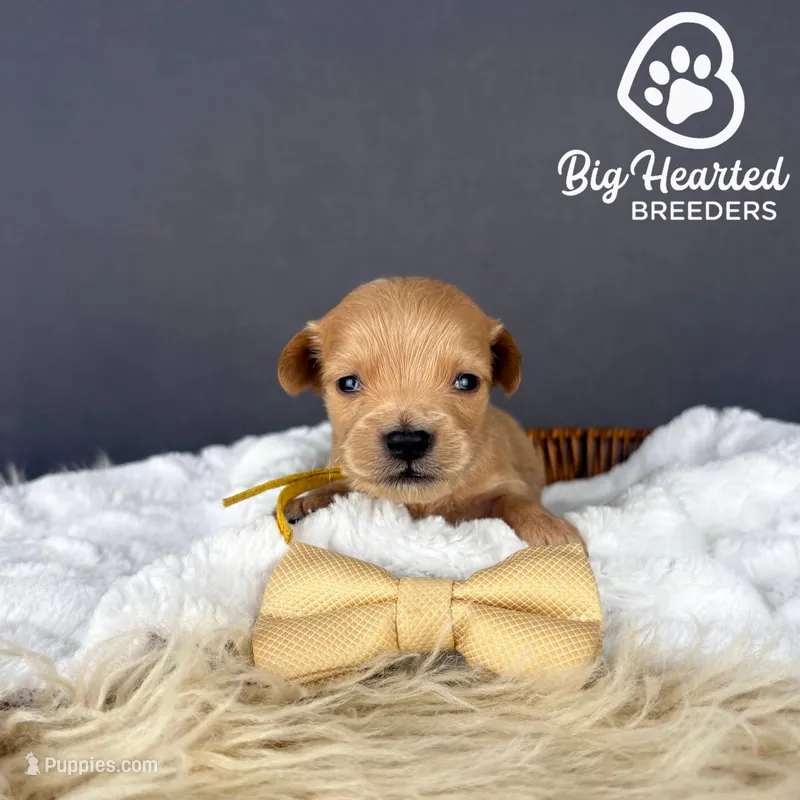 Wolf – Miniature Golden Retriever puppy for sale in Utah, UT