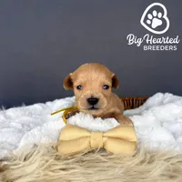 Wolf, a male Miniature Golden Retriever for sale in Utah, UT – 1 of 2