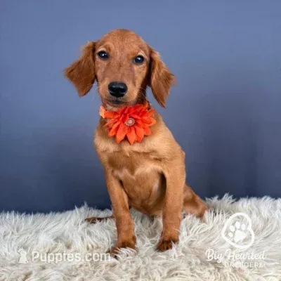 Gloria – Miniature Golden Retriever puppy for sale in Utah, UT