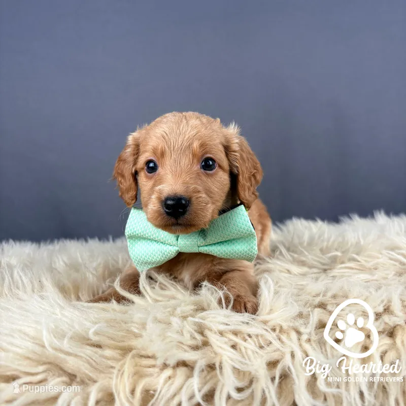 Rocket – Miniature Golden Retriever puppy for sale in Utah, UT