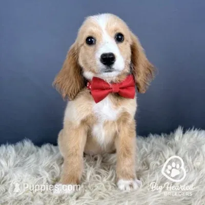 Hook – Miniature Golden Retriever puppy for sale in Utah, UT