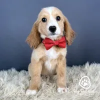 Hook, a male Miniature Golden Retriever for sale in Utah, UT – 1 of 1