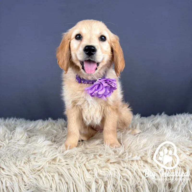 Rosalina – Miniature Golden Retriever puppy for sale in Utah, UT