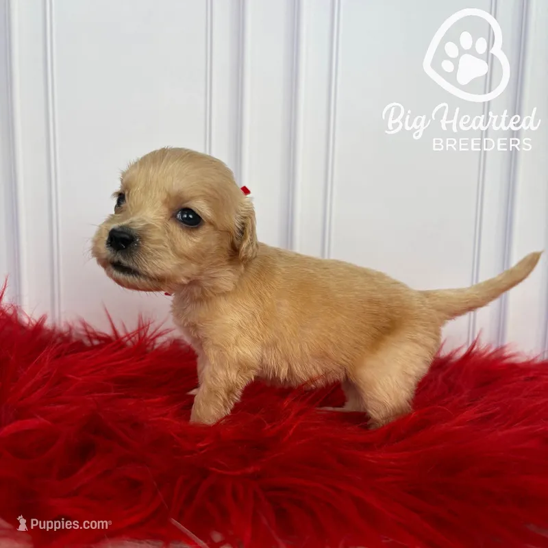 Mary – Miniature Golden Retriever puppy for sale in Utah, UT