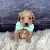 Rocket, a male Miniature Golden Retriever for sale in Utah, UT – 1 of 1